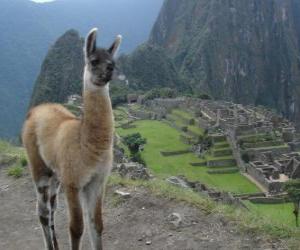пазл Ламы, известных животных древних инков